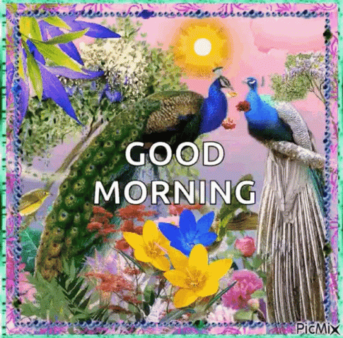 Beautiful Good Morning Peacock Bird