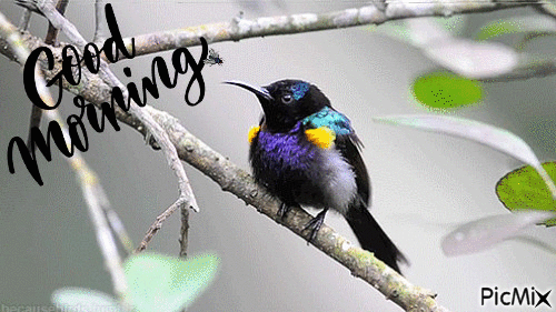 Good Morning Beautiful Bird Gif