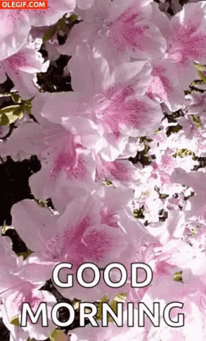 Good Morning With Beautiful Flower Image