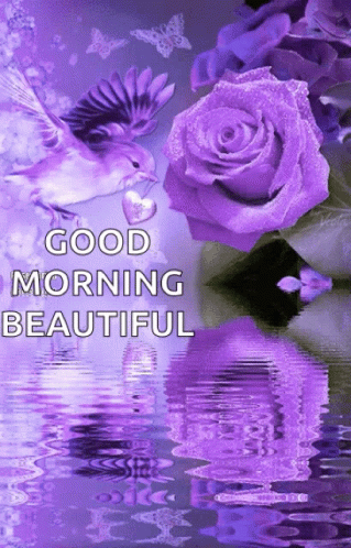 Good Morning With Beautiful Rose Flower