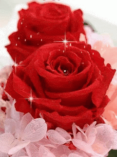Good Morning With Red Rose