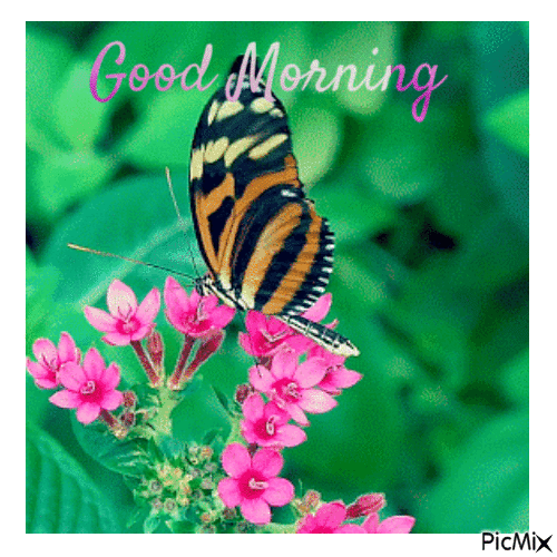 Nature Butterfly Good Morning