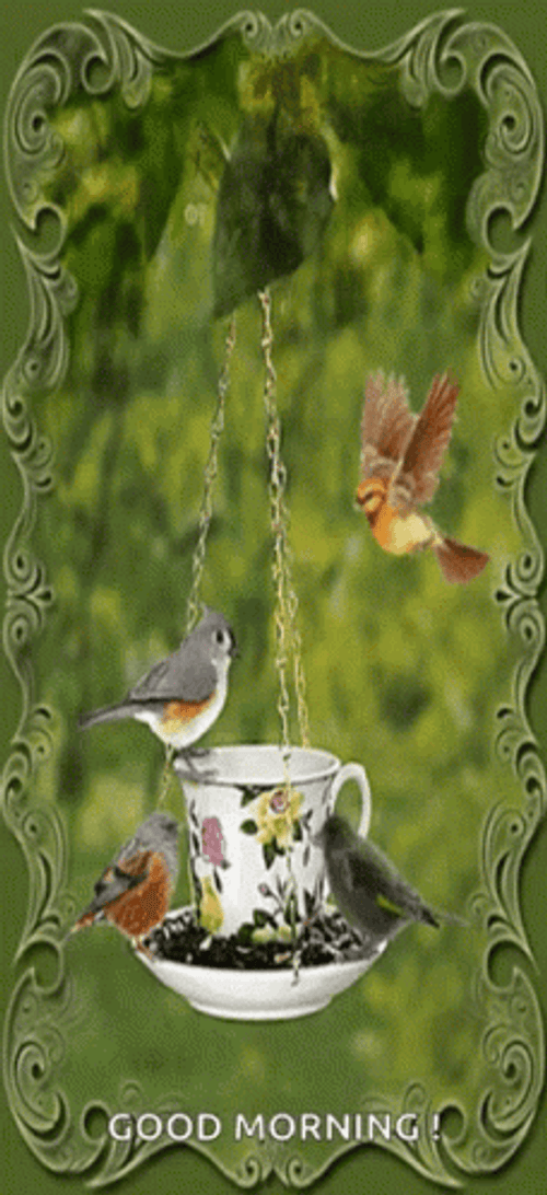 Nature Good Morning Bird Breakfast