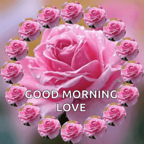 Spinning Pink Good Morning Rose Yfm5f8sohaa3yhav