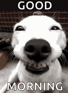 Funny Cute Dog Good Morning
