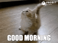 Good ?morning Beautiful Cat