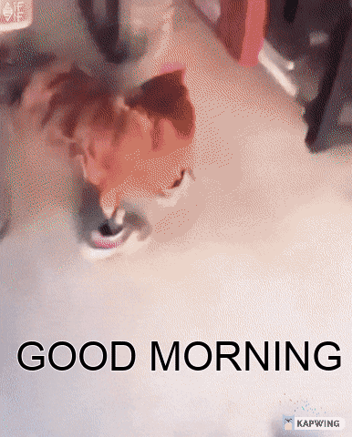 Good Morning Funny Rooster