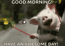 Good Morning Have A Awesome Day