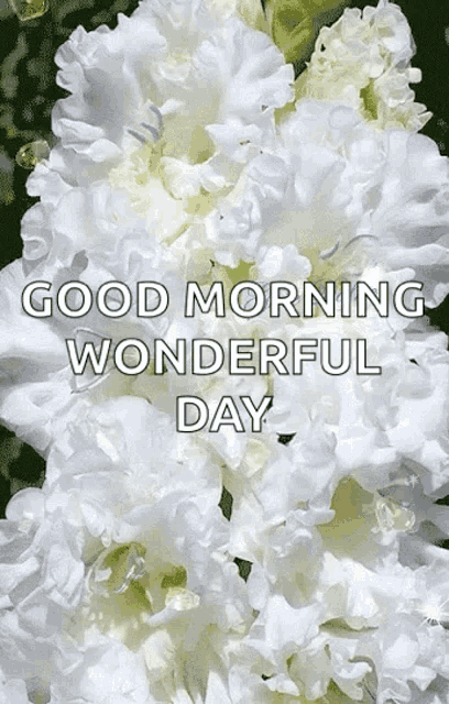 Good Morning Have A Wonderful Day