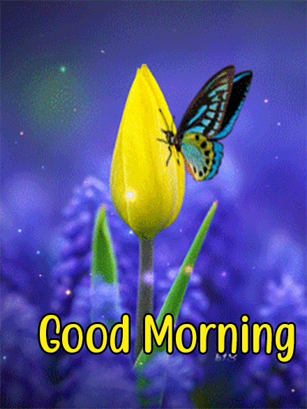 Good Morning With Beautiful Butterfly