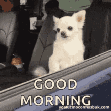 Good Morning With Dogs