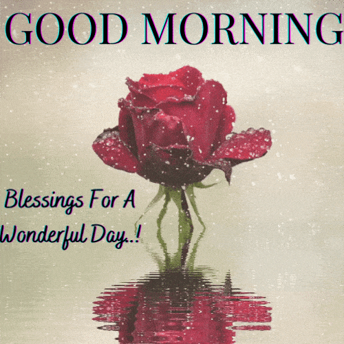 Good Moring Blessed Wish Red Rose