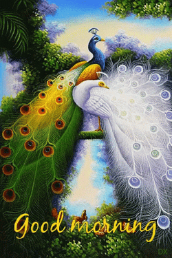 Nature Good Morning Peacock