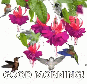 Spring Good Morning Birds