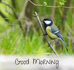 Nature Good Morning Gif