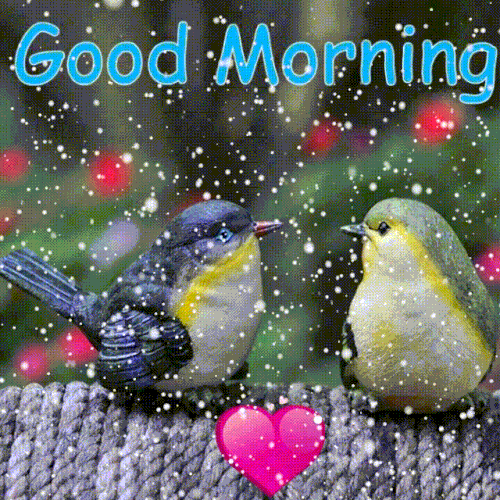 Beautiful Birds In Rain Good Morning