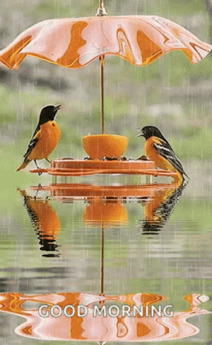 Good Morning Birds In Rain