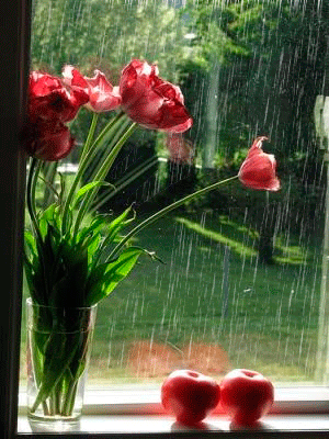 Good Morning Red Tulip In Rain