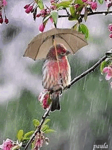 Good Morning With Beautiful Bird In Rain
