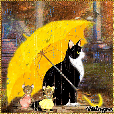 Good Morning With Black Cat In Rain