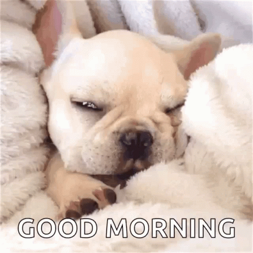 Good Morning Puppy Gif